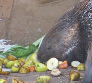 Stachelschwein beim Diner