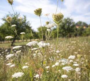 Wandern Zweibrücken