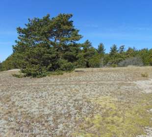 Dünenlandschaft auf der Kurischen Nehrung b. Nida