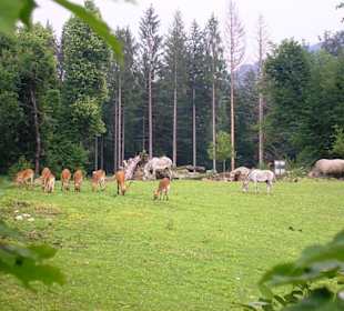 Afrikanische Savanne