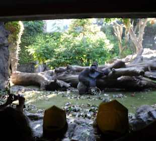 Gorilla als Fotomodel