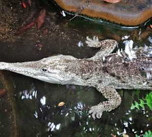 Impressionen aus dem Aquazoo Löbbecke Museum