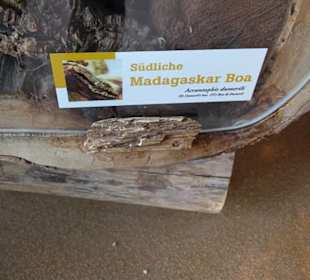 Südamerika Bereich - Löwenhaus