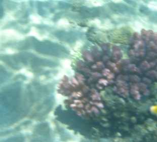 Da soll noch einer sagen, dass es kein Hausriff gibt