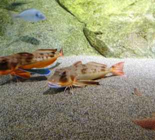 In den Becken des Aquariums von Banyuls