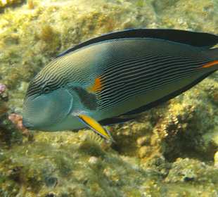 Schnorcheln Abu Dabbab