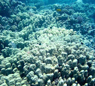 Unterwasserlandschaft