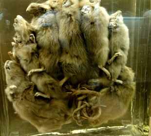 Der "Rattenkönig" in Formalin