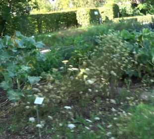 Botanischer Garten München