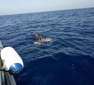 Whale Watching Puerto de Santiago