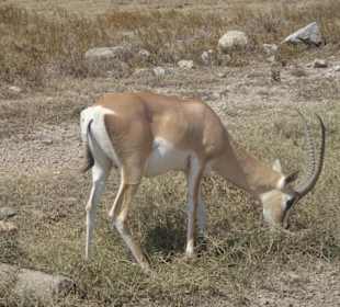 Firt glimpse at Serengeti