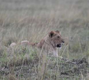 Masai Mara