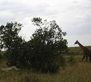 Masai Mara