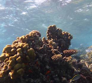 Einmalie Erlebnisse mit Mo´s Delfinen