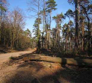 Immenser Holzabbau im Pfälzer Wald