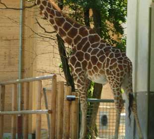 Netzgiraffe