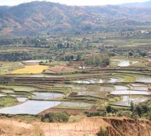 Eindrucksvolle Reisfelder-Landschaft