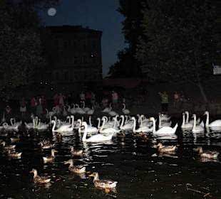 Nachtlager der Schwäne