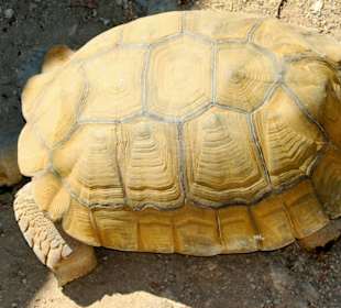 Riesenschildkröte
