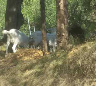 Inselrundfahrt Korfu