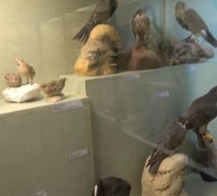 Naturhistorisches Museum