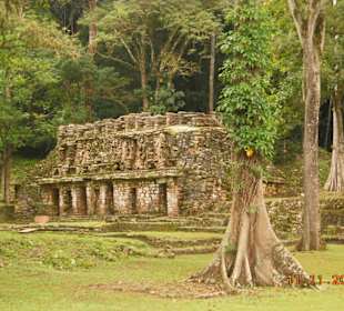 Mitten im Regenwald gelegen