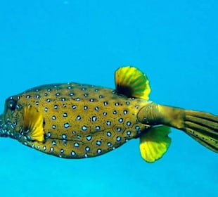 Таких коробков там очень много.