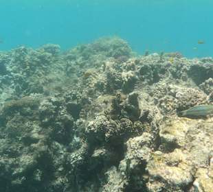 Tauchbasis Tauchen unter Freunden