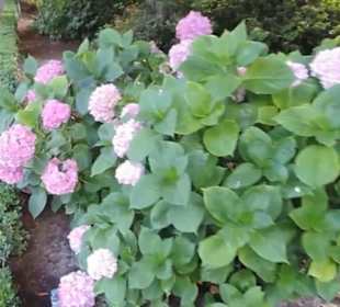 Real Jardín Botánico de Madrid