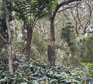 Die Route Forestier 7