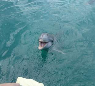 Delfin, der mir meine Tüte zurückgebracht hat