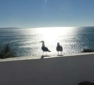 Möwen bei der Ermida da Nossa Senhora da Rocha