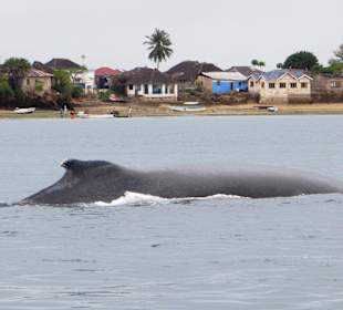 Buckelwal vor Wasini