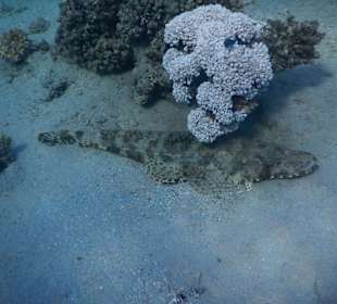 Schnorcheln Marsa Alam