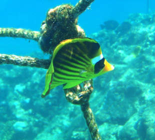 Tabak-Falterfisch am Hausriff