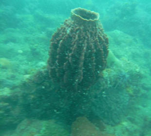 В Сиамском заливе.