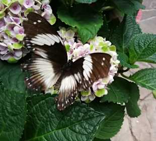 Schmetterling im Gehege 