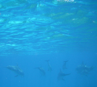 Tauchgebiet Dolphin House