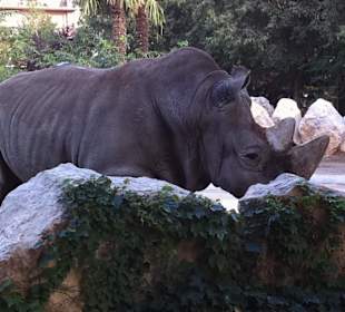 Il rinoceronte di profilo