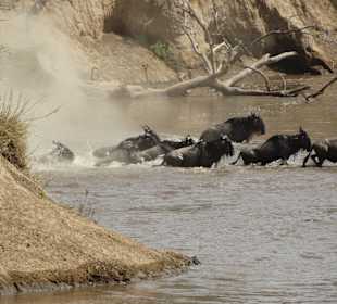 Migration am Mara-River am 03.08.14