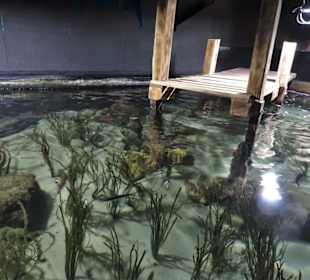 Rundgang durch das Aquarium Kiel