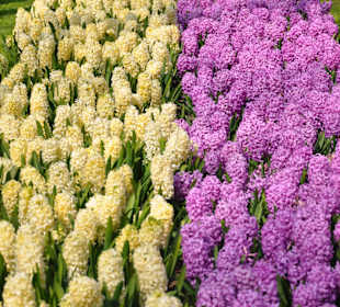 Парк Кекенхоф в Голандии