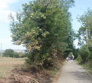Azienda Agricola Arena Carmelo
