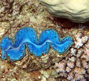 Schnorcheln Hurghada