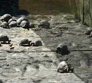 Baby Aldabra-Schildkröten