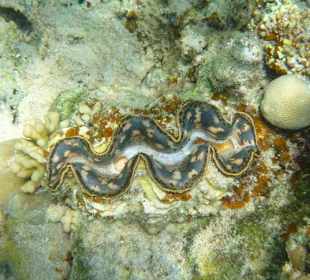 Riesenmuschel am Carnelia Beach Resort