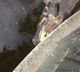 Tierpark Hellabrunn - Afrika