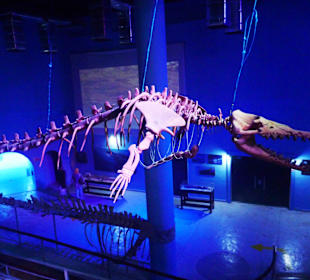 Im Aquarium
