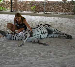 Jenny und das deutsche Zebra