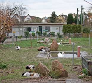 Streichelzoo Rülzheim